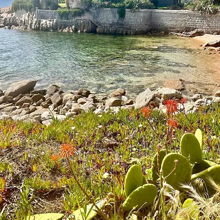 Macalia Pietrosella